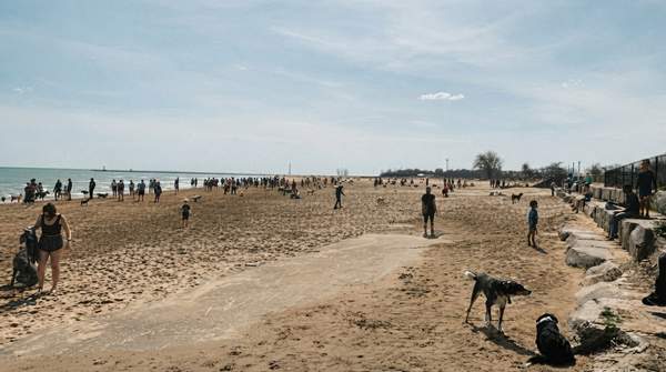 Editorial illustration for Chicago Dog Parks Compared: Where to Find Water, Small-Dog Areas, and Off-Leash Fun